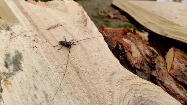 Acanthocinus Aedilis Yakın Plan Barbel Böceği Çam Ağacından Bir Tahtanın — Stok video