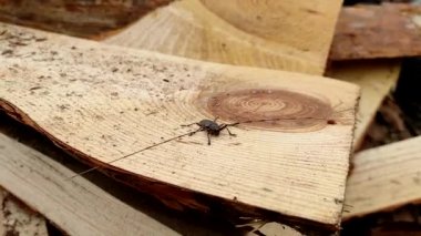 Acanthocinus aedilis yakın plan. Bir halter böceği çam ağacının üzerinde oturur. Uzun boynuzlu böcek familyasına ait bir böcek türü. Tahta, sıkıcı bir böcek türü..
