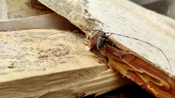 Acanthocinus Aedilis Yakın Plan Bir Halter Böceği Çam Ağacının Üzerinde — Stok video