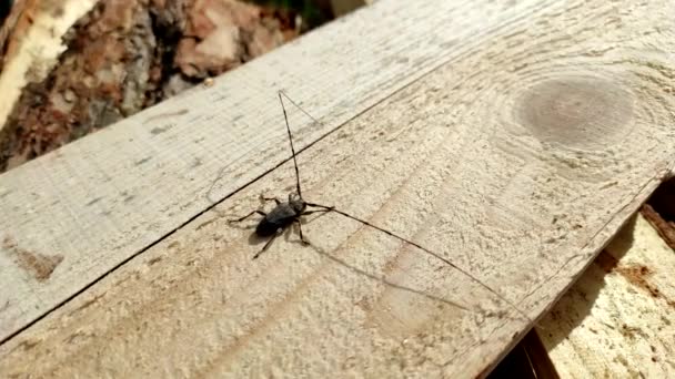 Acanthocinus Aedilis Primer Plano Escarabajo Barra Sienta Una Tabla Pino — Vídeo de stock