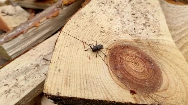 Acanthocinus Aedilis Yakın Plan Bir Halter Böceği Çam Ağacının Üzerinde — Stok video