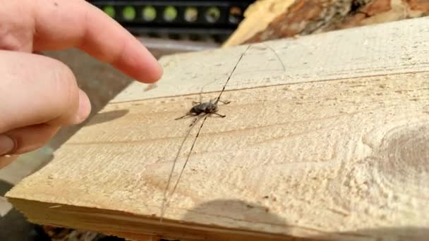 Acanthocinus Aedilis Yakın Plan Adam Barbel Böceğine Parmağıyla Dokunuyor Uzun — Stok video