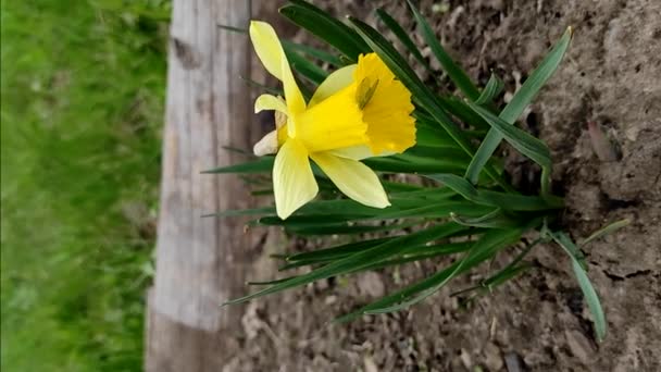 Függőleges Videó Tavaszi Nárciszvirágról Egy Sárga Nárciszvirág Egy Molyrovar Rügy — Stock videók