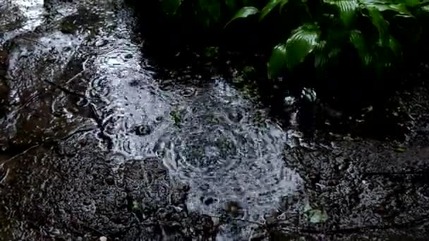 Nahaufnahme Einer Wasserpfütze Bei Starkem Regen Sommerregen Fällt — Stockvideo