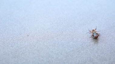 Gri arka plandaki Mayıs böceği sırt üstü yatar ve bacaklarını oynatır. Cockchafer sırt üstü yatıyor. Maybug yuvarlanmaya çalışıyor.
