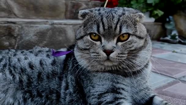 Close Retrato Gato Escocês Dobre Deitado Estado Calmo Porta Casa — Vídeo de Stock