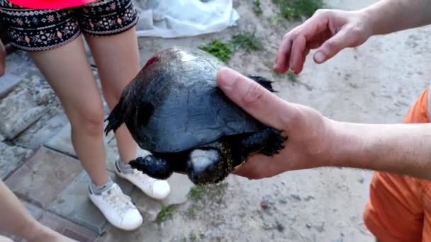Uma Tartaruga Europeia Nas Mãos Homem Crianças Examinam Uma Tartaruga — Vídeo de Stock