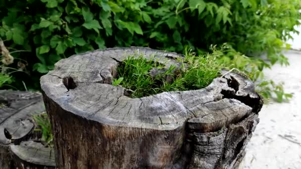 Decorating Garden Old Wooden Stumps Flowers Grass Planted Holes Old — Stockvideo
