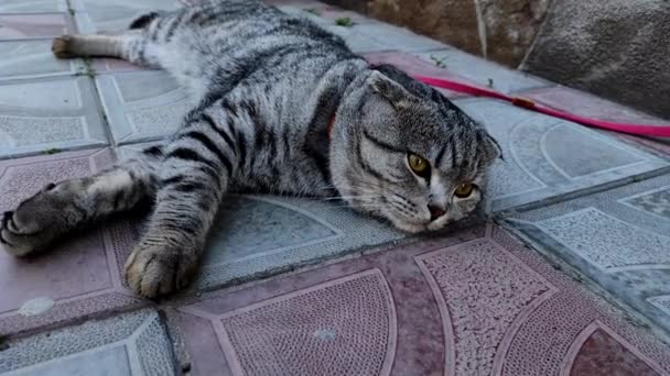 Een Mooie Volwassen Kat Rust Uit Een Warme Zomerdag Liggend — Stockvideo