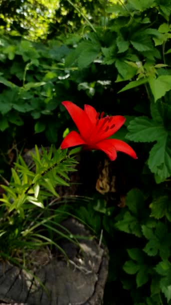 Bahçede Büyüyen Kırmızı Zambakların Dikey Videosu — Stok video