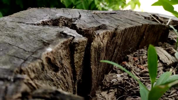 大的黑色蚂蚁和昆虫在树桩的裂缝中爬行 — 图库视频影像