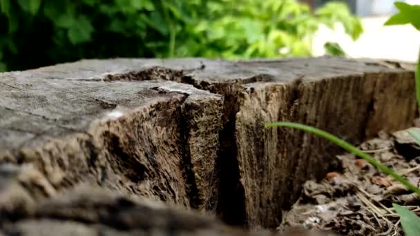 Starý Pařez Stromu Jehož Puklině Plazí Velcí Černí Mravenci — Stock video