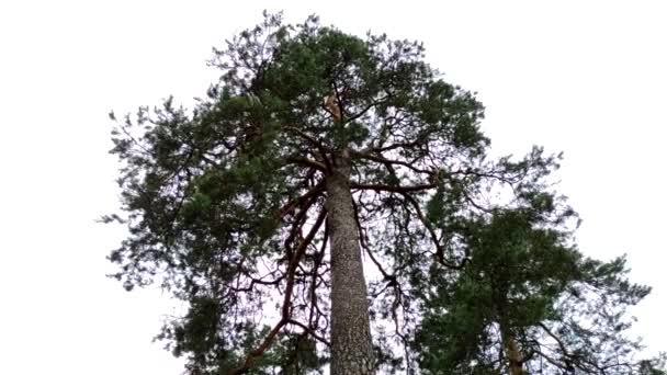 Pohled Zdola Vysokou Borovici Lese Pozadí Zamračené Oblohy Krásná Letní — Stock video