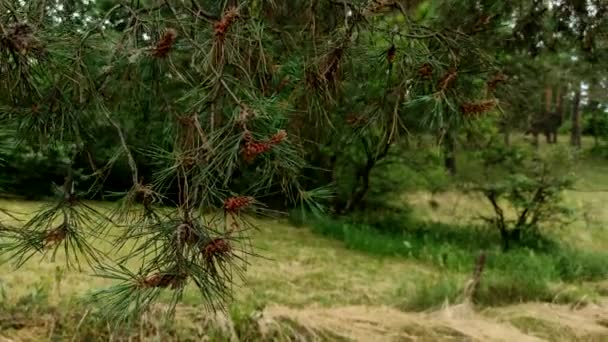 Närbild Färska Ljusa Fluffiga Gröna Gran Grenar Blåser Vind Utomhus — Stockvideo