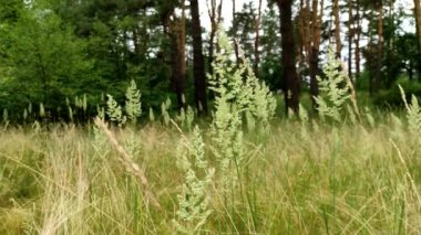Ormanın kıyısındaki kırsal alanda filizlenen güzel bir yaz otunun yakın çekimi. Tüylü bitkiler yeşil bulanık çimen arka planında izole edilmiş.