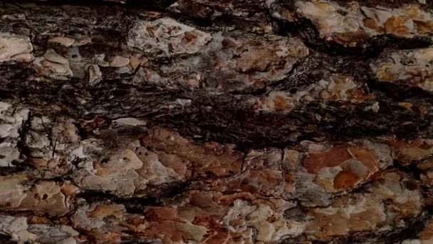Closeup View Video Footage Real Pine Texture Bark Huge Tree — Wideo stockowe