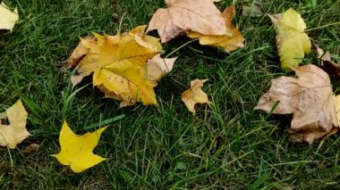 Sonbahar sarısı yapraklar yeşil çimlerde. Altın sonbahar, yapraklar dökülüyor. Sonbahar akçaağaç yaprakları çimlerin üzerinde. Sonbahar bahçesinde yeşil çimenli renkli ağaçlar..