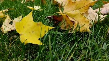 Yeşil çimlerin üzerinde uzanan güzel sarı yapraklar. Sonbahar arkaplanı. Kamera sağdan sola hareket ediyor. Gerçek zamanlı HD video görüntüleri.