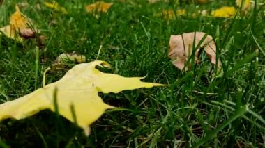 Yeşil çimlerin üzerinde uzanan güzel sarı yapraklar. Sonbahar arkaplanı. Kamera soldan sağa hareket ediyor. Gerçek zamanlı HD video görüntüleri.