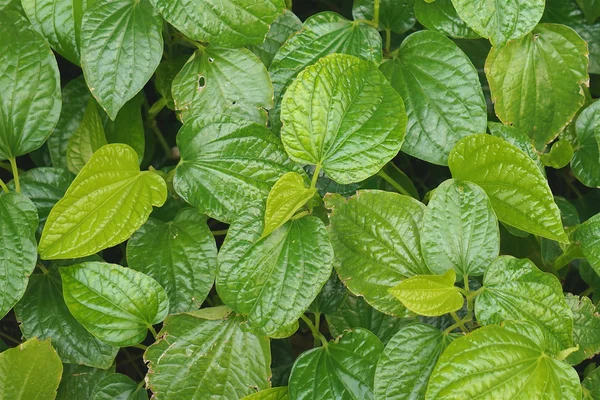 Piper sarmentosum Roxb har blad mjöldagg — Stockfoto