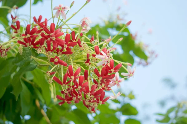 Chinese honeysuckle with green leaves with blue sky — Stock Photo, Image