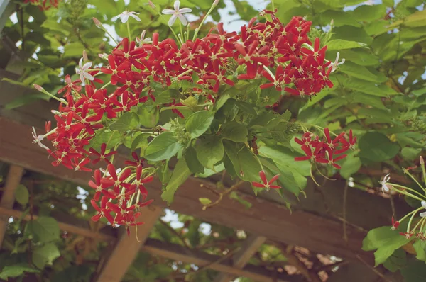 Quisqualis indica or Rangoon Creeper with wooden frame vintage style — Stock Photo, Image