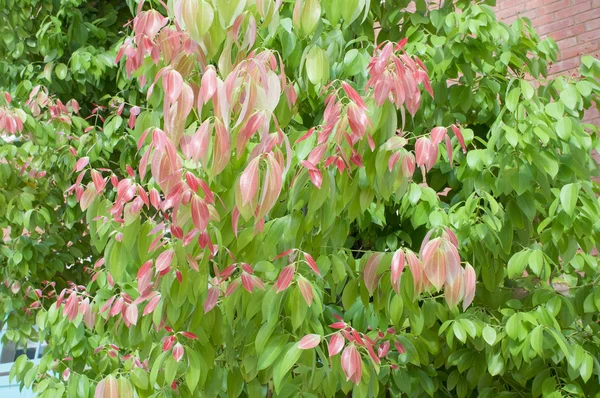 クスノキ タマラ (ハミルトンの新しい赤の葉の芽) — ストック写真