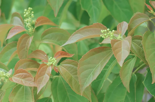 Croton tiglium Linn med nya blad spira som bakgrund — Stockfoto