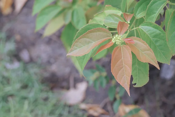 Rensning av Croton eller Croton tiglium Linn med nya bladen spira — Stockfoto