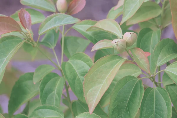 Purging Croton eller Croton tiglium Linn med gröna blad — Stockfoto