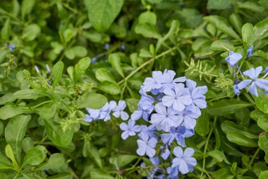 Plumbago auriculata, the cape leadwort, blue plumbago or Cape plumbago is a species of flowering plant in the family Plumbaginaceae at outdoor garden have green leave as background. clipart