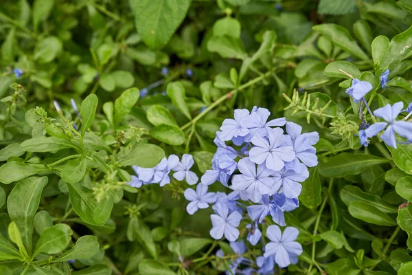 Plumbago Auriculata Cape Leadwort Blue Plumbago Cape Plumbago Species Flowering — Stock Photo, Image