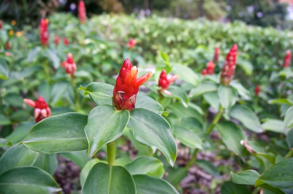 Zingiber zerumbet Smith cono rosso fiore — Foto Stock