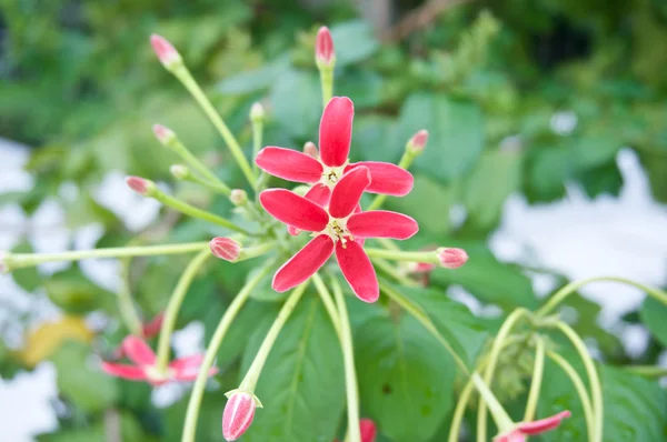 Çin Hanımeli kırmızı çiçek beş yaprağı — Stok fotoğraf