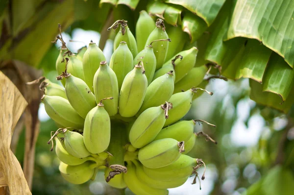 木の上の緑のバナナの束 — ストック写真