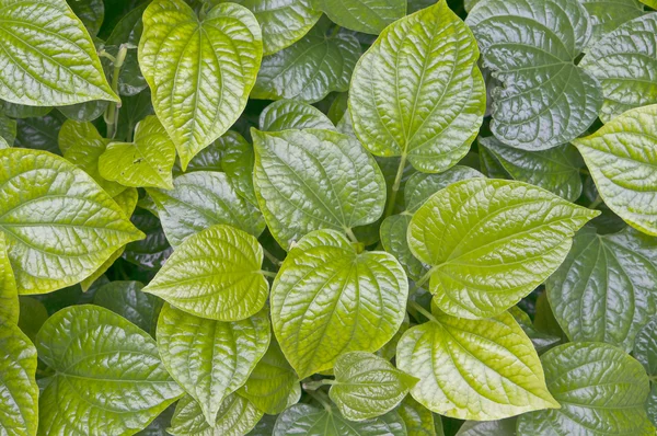 Foglie verdi di pifferaio betle o betel — Foto Stock
