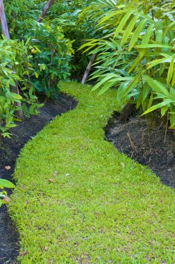 Eğri yol taze yeşil çimen