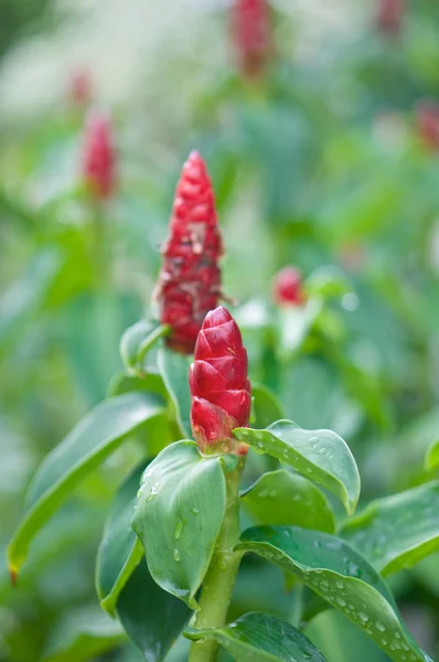 Myra på zingiber zerumbet smith röda kon blomma — Stockfoto