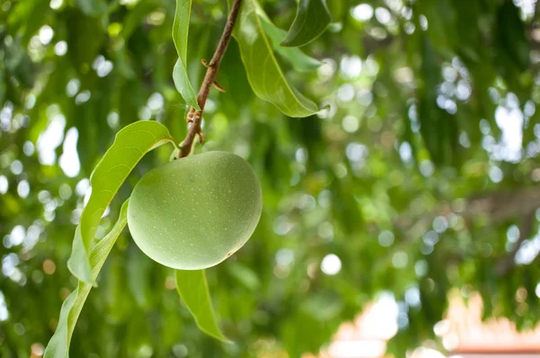 Diospyros decandra Lour eller guld apple — Stockfoto