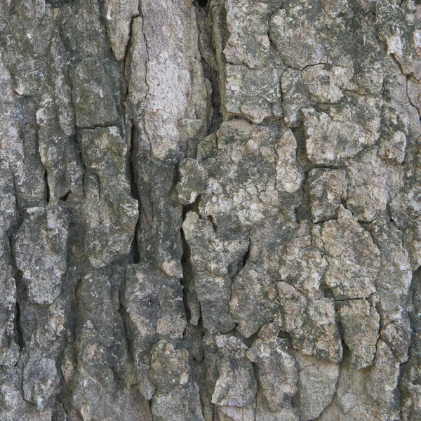 Aged bark in forest texture — Stock Photo, Image