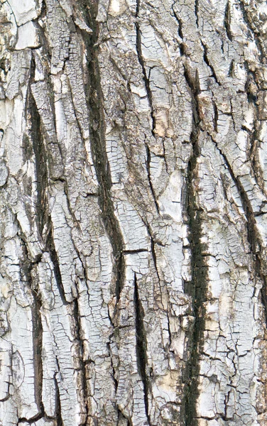 裂纹树皮纹理 — 图库照片