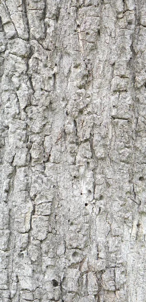 损害老化的树皮纹理 — 图库照片