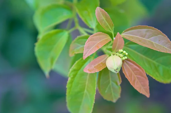 Purging Croton or Croton tiglium Linn with leaves sprout — Stockfoto