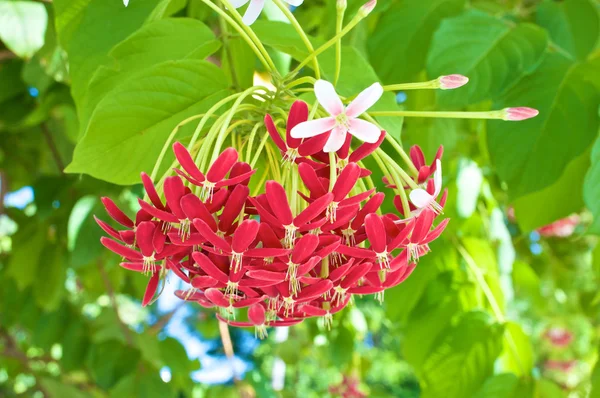 Quisqualis indica or Rangoon Creeper with green leaves — Stock Photo, Image