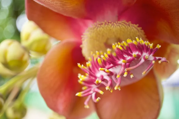 Close up pollen of Couroupita guianensis or cannonball flower — Stock Photo, Image