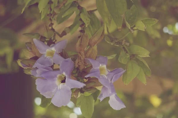 Thunbergia laurifolia dans un style vintage — Photo
