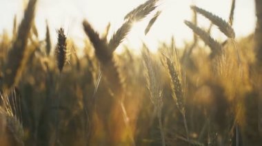 Gün batımında buğday başına altın dikenleri
