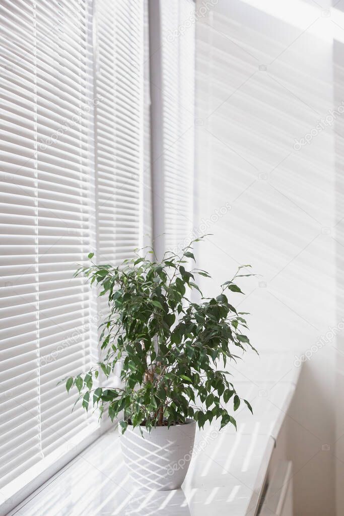 Plant on the windowsill in the white room. Windows with blinds.