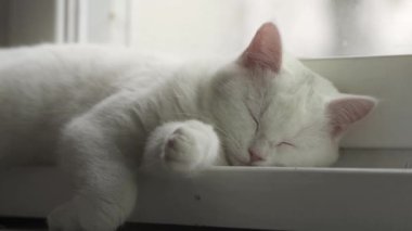 Beyaz kedi pencere eşiğinde rahatlar.