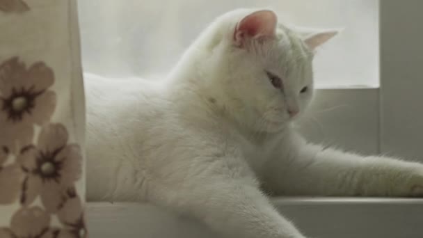 Leuke witte kat geeuwt knus neergestreken op het raam — Stockvideo